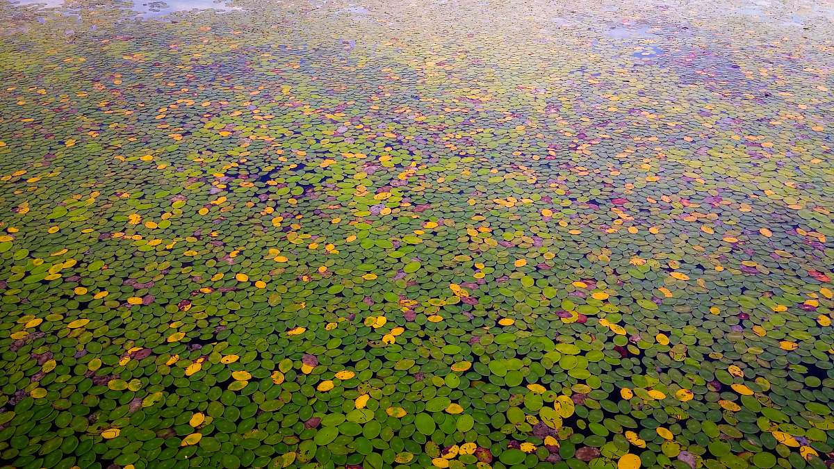 ramer aerial photography of green and yellow field tn 38367